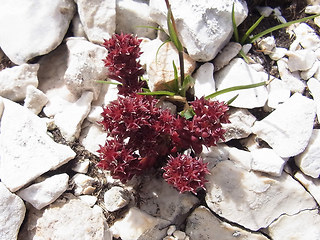 Sedum atratum