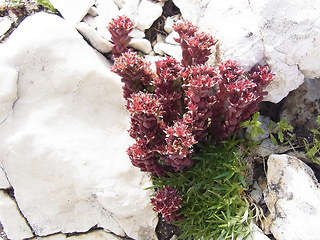 Sedum atratum