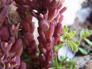 Sedum atratum