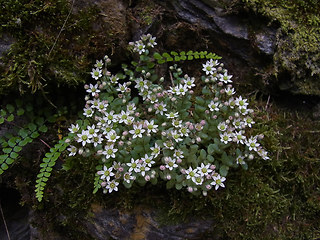 Sedum dasyphyllum