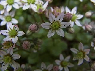 Sedum dasyphyllum