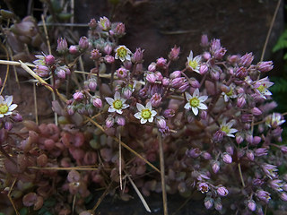 Sedum dasyphyllum