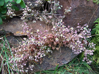 Sedum dasyphyllum