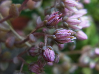 Sedum dasyphyllum