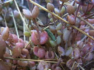 Sedum dasyphyllum