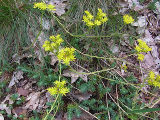 Sedum rupestre