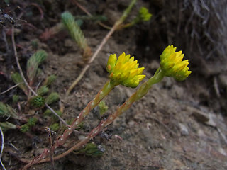 Sedum rupestre