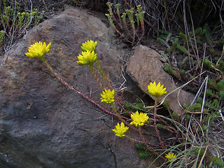 Sedum rupestre