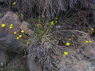 Sedum rupestre