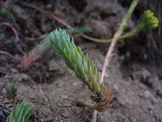 Sedum rupestre