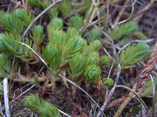 Sedum rupestre