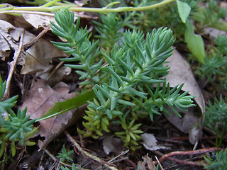 Sedum rupestre