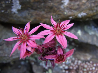 Sempervivum arachnoideum