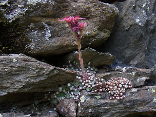 Sempervivum arachnoideum