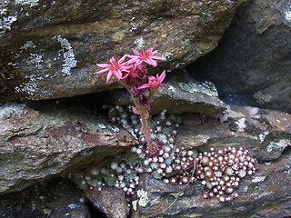 Sempervivum arachnoideum