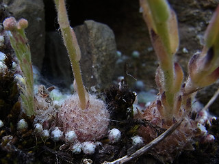 Sempervivum arachnoideum