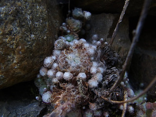 Sempervivum arachnoideum