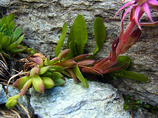 Sempervivum montanum