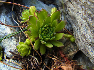 Sempervivum montanum