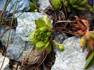 Sempervivum montanum