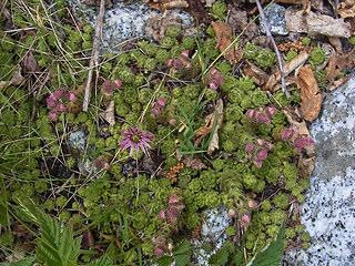 Sempervivum montanum