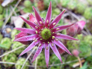 Sempervivum montanum