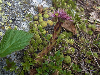 Sempervivum montanum