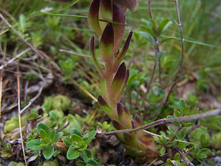 Sempervivum montanum