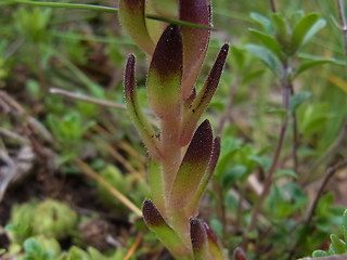 Sempervivum montanum