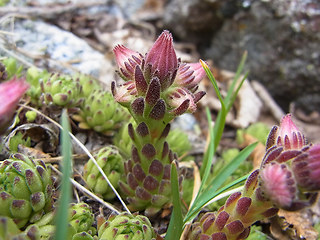 Sempervivum montanum