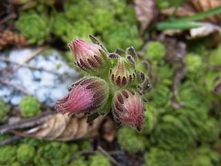 Sempervivum montanum