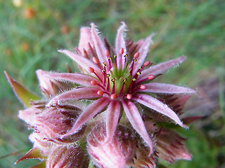 Sempervivum tectorum