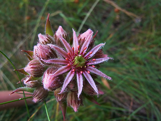 Sempervivum tectorum