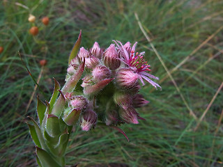 Sempervivum tectorum