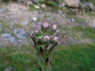 Sempervivum tectorum