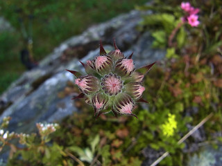 Sempervivum tectorum