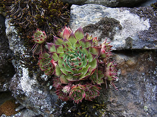 Sempervivum tectorum