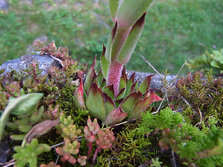 Sempervivum tectorum