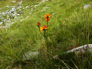 Senecio abrotanifolius