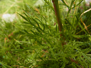 Senecio abrotanifolius