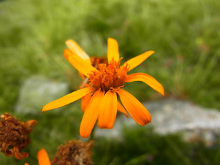 Senecio abrotanifolius