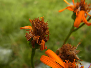 Senecio abrotanifolius