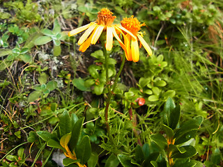 Senecio abrotanifolius