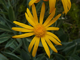 Senecio doronicum ssp. doronicum