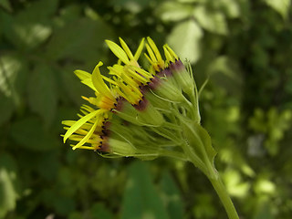 Senecio hercynicus