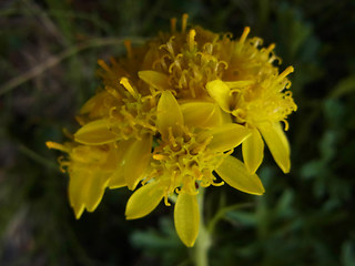 Senecio incanus ssp. carneolicus