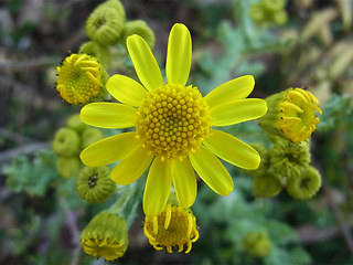 Senecio vernalis