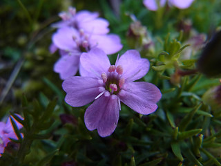 Silene acaulis