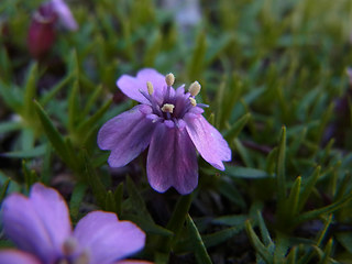 Silene acaulis