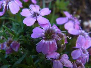 Silene acaulis